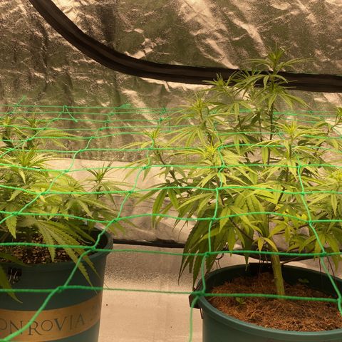 DankBerry  growlog timeline photo