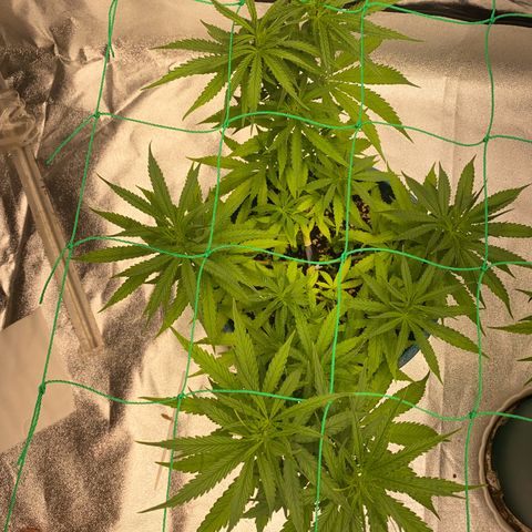 DankBerry  growlog timeline photo
