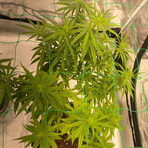DankBerry  growlog timeline photo