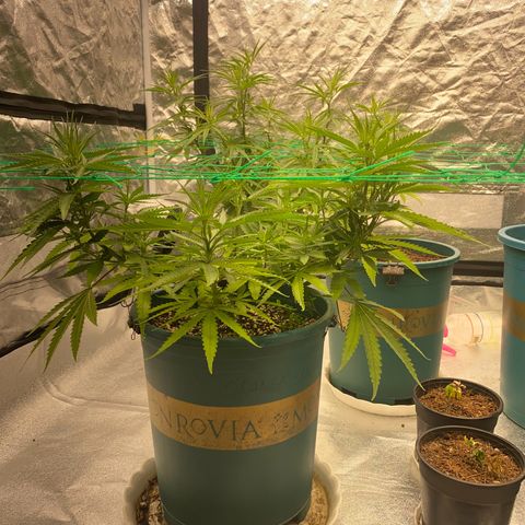 DankBerry  growlog timeline photo