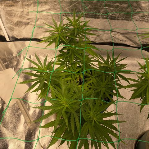 DankBerry  growlog timeline photo