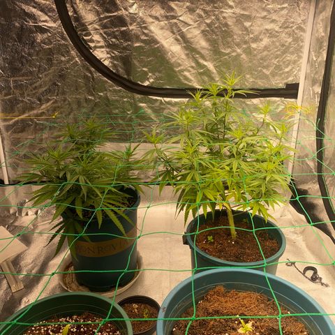 DankBerry  growlog timeline photo