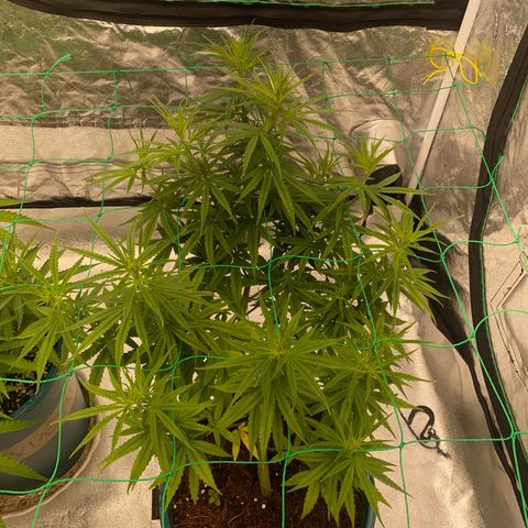 DankBerry  growlog timeline photo