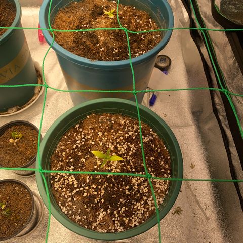 DankBerry  growlog timeline photo