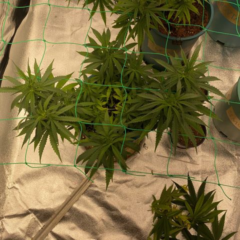 DankBerry  growlog timeline photo