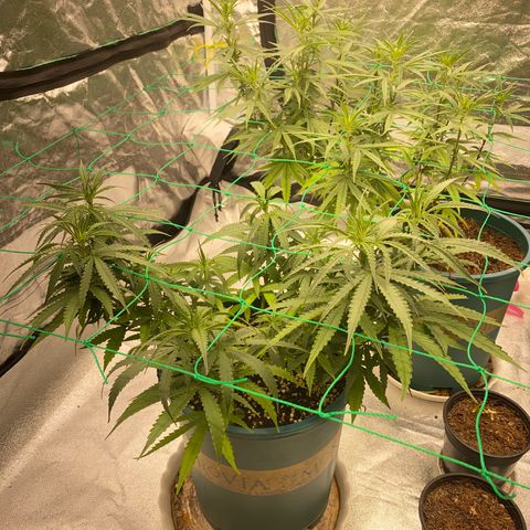 DankBerry  growlog timeline photo