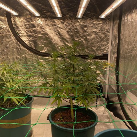 DankBerry  growlog timeline photo