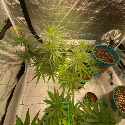 DankBerry  growlog timeline photo
