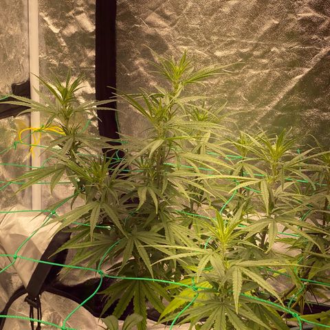 DankBerry  growlog timeline photo