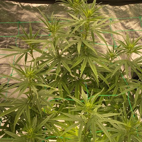 DankBerry  growlog timeline photo