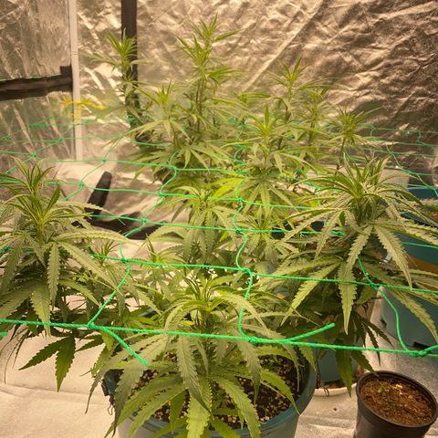 DankBerry  growlog timeline photo