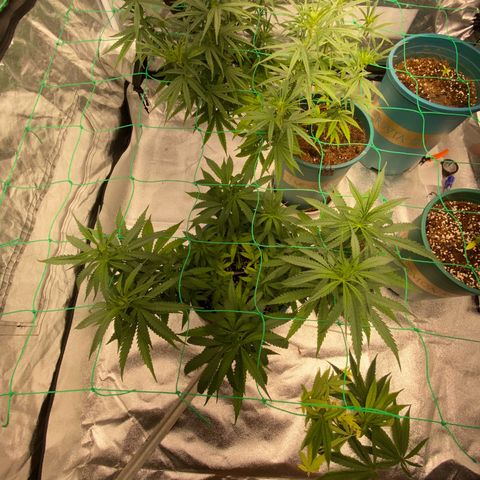 DankBerry  growlog timeline photo
