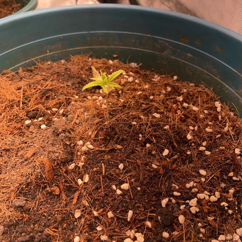 DankBerry  growlog timeline photo