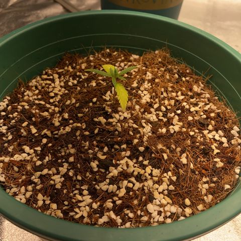 DankBerry  growlog timeline photo