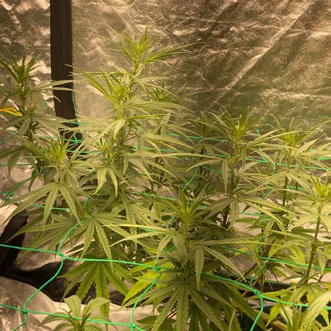 DankBerry  growlog timeline photo