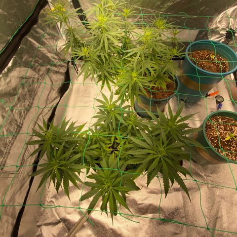 DankBerry  growlog timeline photo