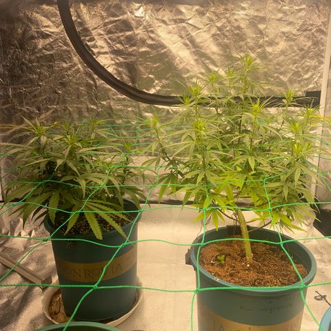 DankBerry  growlog timeline photo