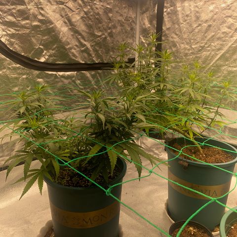 DankBerry  growlog timeline photo