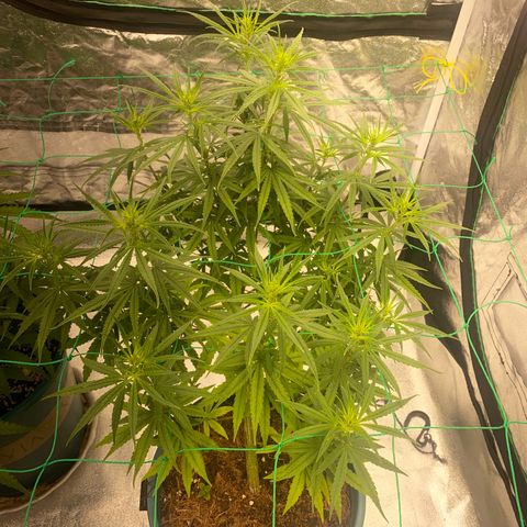 DankBerry  growlog timeline photo