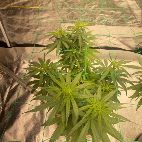 DankBerry  growlog timeline photo