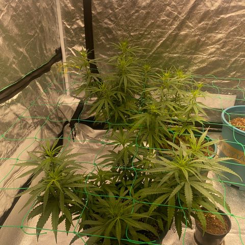 DankBerry  growlog timeline photo