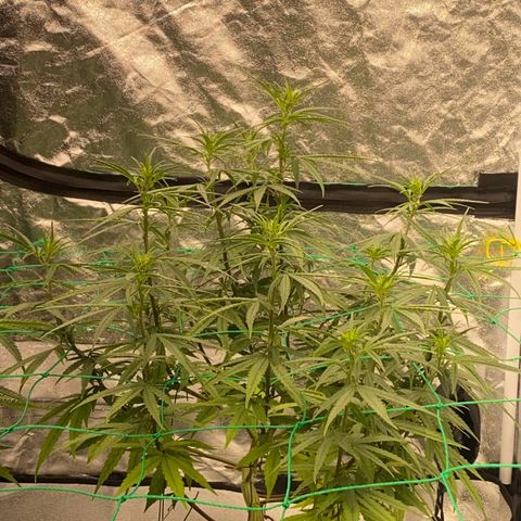 DankBerry  growlog timeline photo