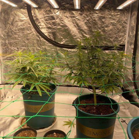 DankBerry  growlog timeline photo