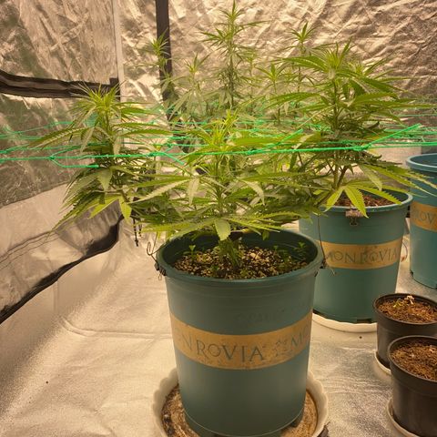 DankBerry  growlog timeline photo