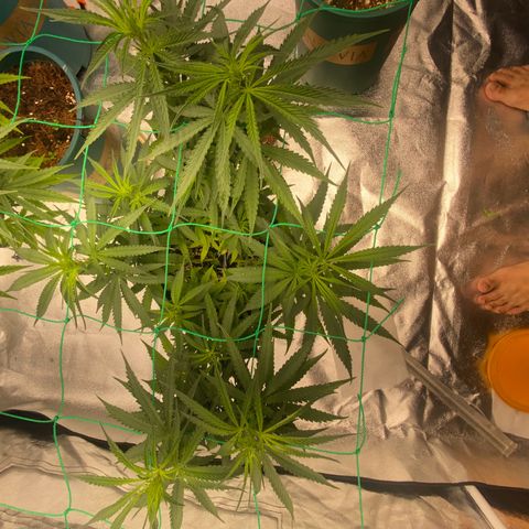 DankBerry  growlog timeline photo