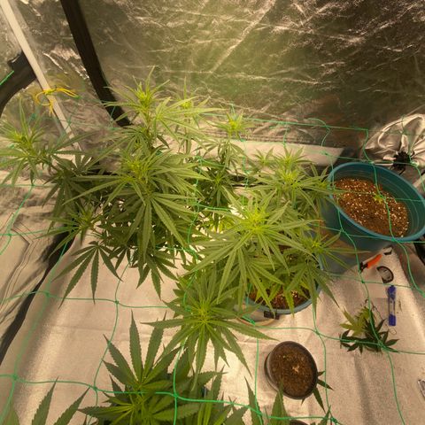 DankBerry  growlog timeline photo