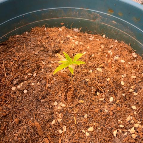 DankBerry  growlog timeline photo