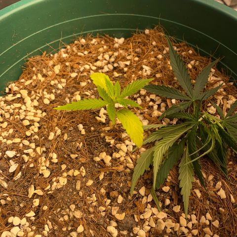 DankBerry  growlog timeline photo