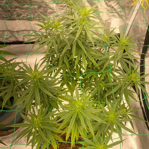 DankBerry  growlog timeline photo