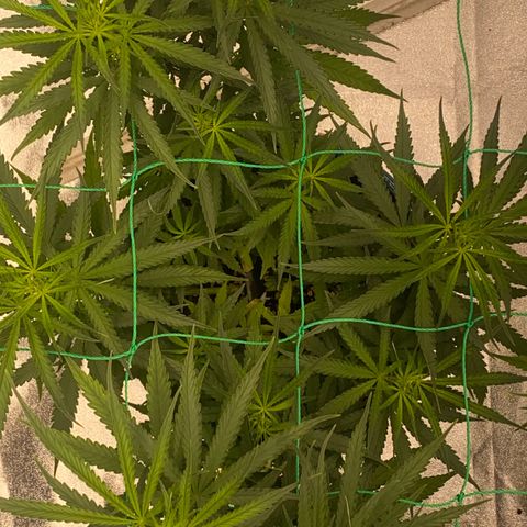 DankBerry  growlog timeline photo