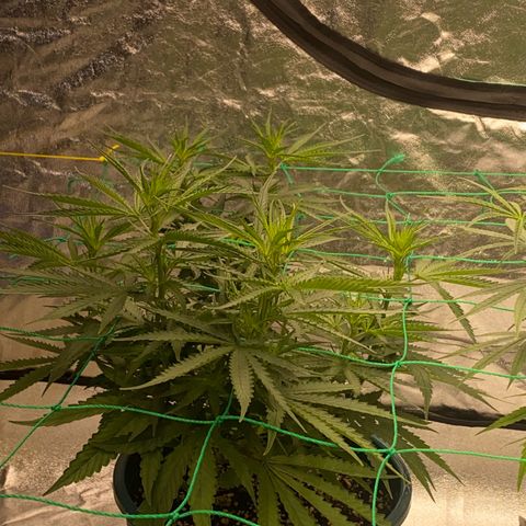 DankBerry  growlog timeline photo