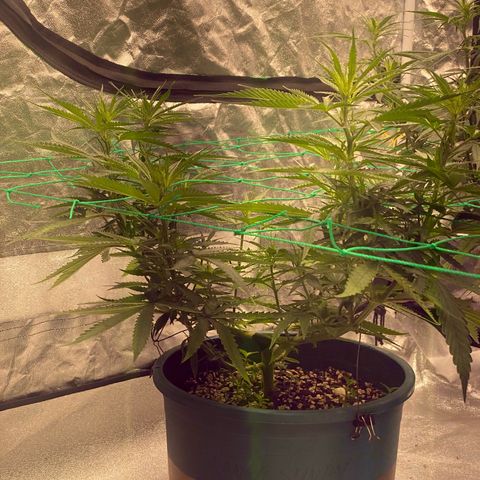 DankBerry  growlog timeline photo