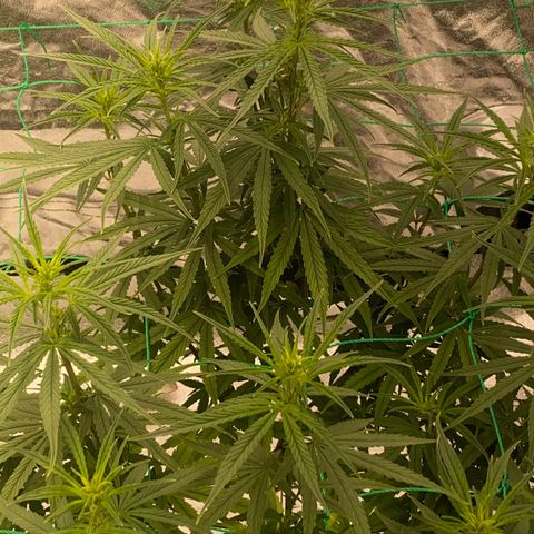 DankBerry  growlog timeline photo