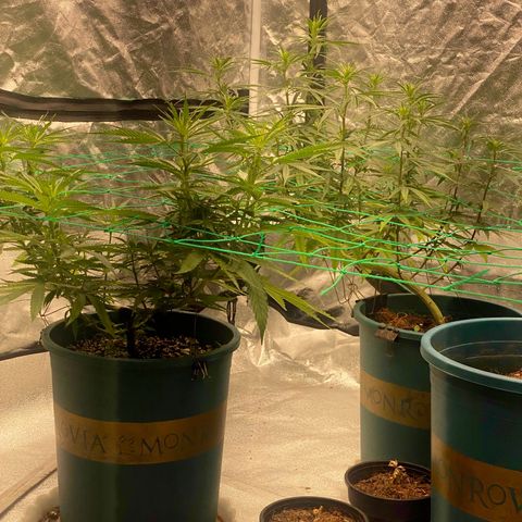 DankBerry  growlog timeline photo