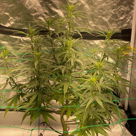 DankBerry  growlog timeline photo