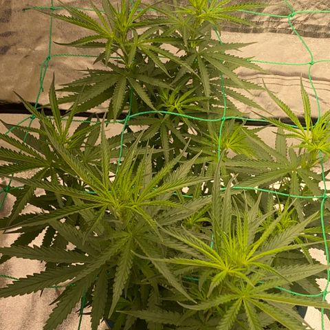 DankBerry  growlog timeline photo