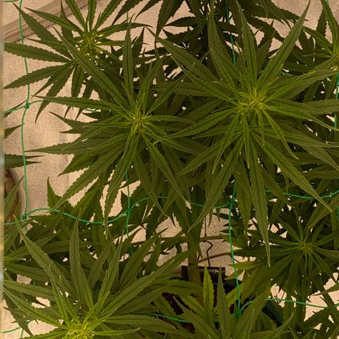 DankBerry  growlog timeline photo