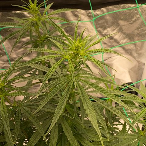 DankBerry  growlog timeline photo