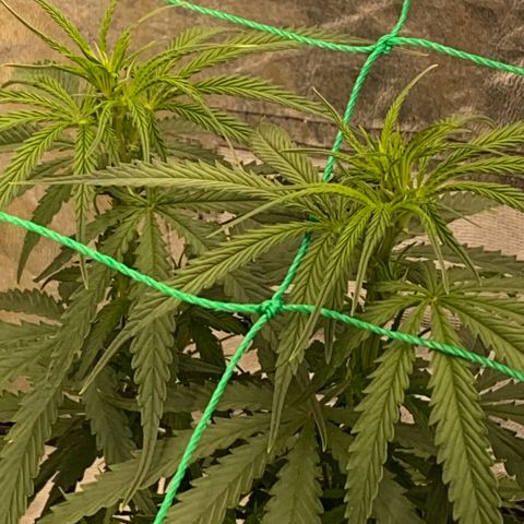DankBerry  growlog timeline photo