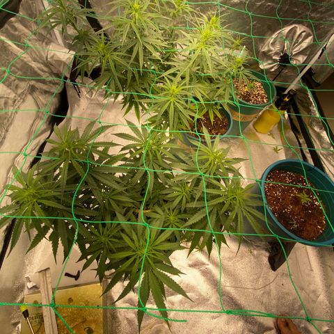 DankBerry  growlog timeline photo