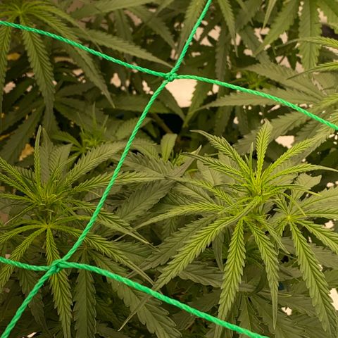 DankBerry  growlog timeline photo