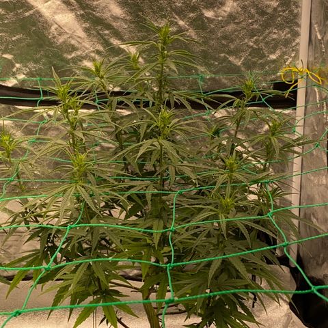 DankBerry  growlog timeline photo