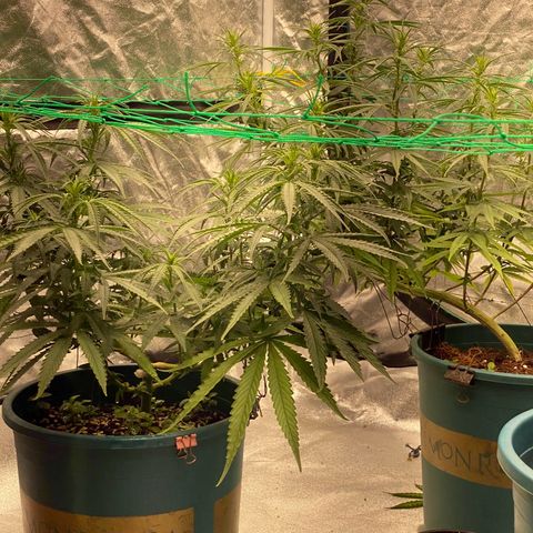 DankBerry  growlog timeline photo