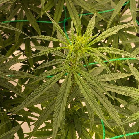 DankBerry  growlog timeline photo