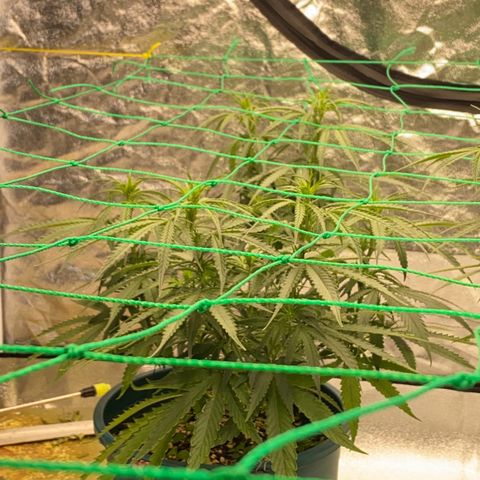 DankBerry  growlog timeline photo