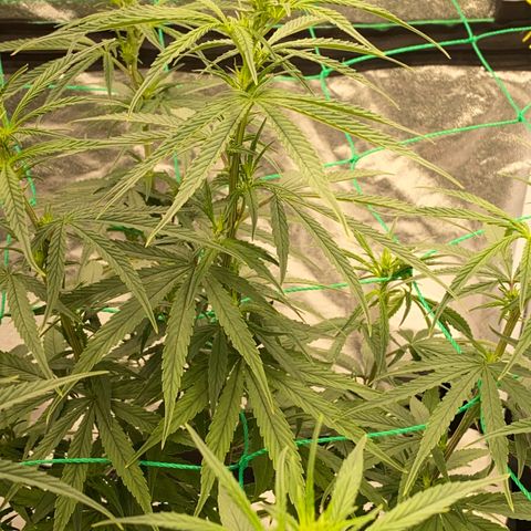 DankBerry  growlog timeline photo